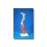 Leg with Musculature, each