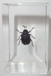 Blue Leaf Beetle
