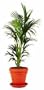 Live Kentia Tree
