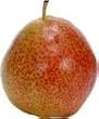 Kieffer Pear Tree Five Gallon