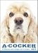 cocker spaniel - THE DOG Notecard Vol. 1 - American Cocker Spaniel