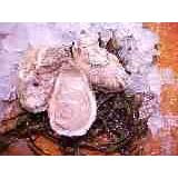 Oysters