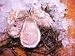 Oysters (Two dozen pack)