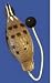 Bobwhite Quail Training Dummy
