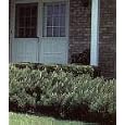 Mugo Pine Two Gallon
