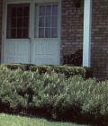 Mugo Pine Two Gallon