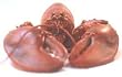 Colossal Ten Pound Live New England Lobster