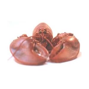 Colossal Ten Pound Live New England Lobster by Lobsters-Online