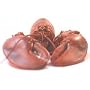 Colossal Ten Pound Live New England Lobster