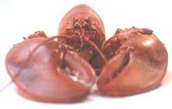 Colossal Ten Pound Live New England Lobster