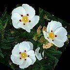 Cistus Essential Oil - 2 fl oz