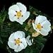 Cistus Essential Oil - 2 fl oz
