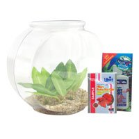 Imagine Betta Bowl by Imagine