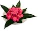 �s���ԁE�ԕr�tF-style vase Plumeria�@Pink�i�v�������A�x�[�X/�s���N�j