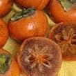 Coffee Cake Persimmon Tree -- 12 by 12 Inch Container