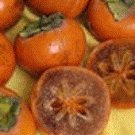 Coffee Cake Persimmon Tree Five Gallon