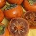 Coffee Cake Persimmon Tree Five Gallon