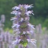 Anise Hyssop (Agastache foeniculum) - Jumbo Wildflower Seed Packet