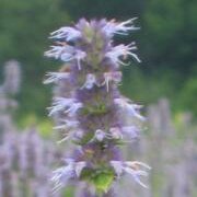 Anise Hyssop (Agastache foeniculum) - Jumbo Wildflower Seed Packet