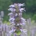 Anise Hyssop (Agastache foeniculum) - Jumbo Wildflower Seed Packet
