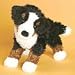 Plush Cliff Bernese Mountain Dog 9