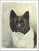 Akita Head Study Notecards