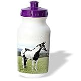 Horse - Paint Horse - Water Bottles