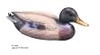 Laguna 15 in. Male Duck
