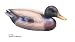 Outdoor Living : LAGUNA 15IN MALE DUCK
