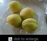 Moniqui White Apricot Tree Five Gallon