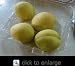 Moniqui White Apricot Tree Five Gallon