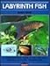 Labyrinth Fish (English and German Edition)