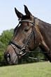 United Sportproducts Germany USG  2185 Trensenzaum "Jupiter", Warmblut, engl. Reithalfter, schwarzes Leder /  schwarz unterlegt, Stirnband mit silberf. Kette mit Herzmotiv, silberfarbene Schnallen, gummieingew. Z�gel