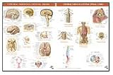 Netter Anatomy Charts: Central Nervous System - Brain & Spinal Cord - 2 Chart Set (Netter Charts)
