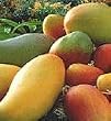 Mango Tree Five Gallon