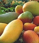 Mango Tree Five Gallon
