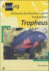 Afrikanische Buntbarsche 2. Tanganjika 1. Tropheus: Die Arten der Gattung Tropheus