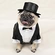 DOG COSTUME - DOG TUXEDO - LARGE
