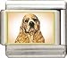 cocker_spaniel25cocker spaniel - Clearly Charming Cocker Spaniel Italian Charm