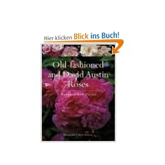Old-Fashioned and David Austin Roses