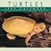 Book Wildlife Turtles Calendar
