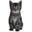 Duke The Tiger Kitten Die-Cut Photographic Magnet