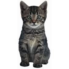 Duke The Tiger Kitten Die-Cut Photographic Magnet