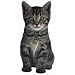 Duke The Tiger Kitten Die-Cut Photographic Magnet