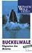 Buckelwale - Giganten des Meeres