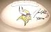 Jared Allen Autographed/Hand Signed Minnesota Vikings Team Logo Football