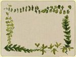 Nina Campbell for Lady Clare Continental Placemats Fern Trellis