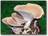 The Stone Mushroom Patch - Indoor / Outdoor Mushroom Growing Kit - Grow Your Own Edible Mushrooms & Fungi. Easy & Fun Mush Room Growing Kit - Grow Mushrooms for Cooking Ingredients. Great Gift Idea for a Cook.