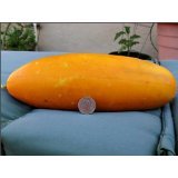 Hmong Red Cucumber - 10 Seeds