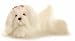 Plush Magnolia Maltese 12